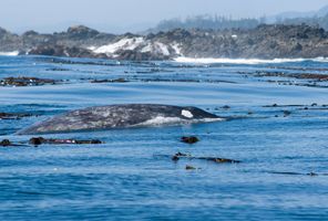 Grey whale near Tofino