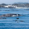 Grey whale near Tofino