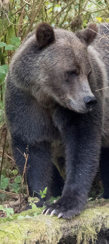 canada grizzly bear and cubs knight inlet astk