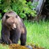 canada grizzly bear great bear rainforest istk