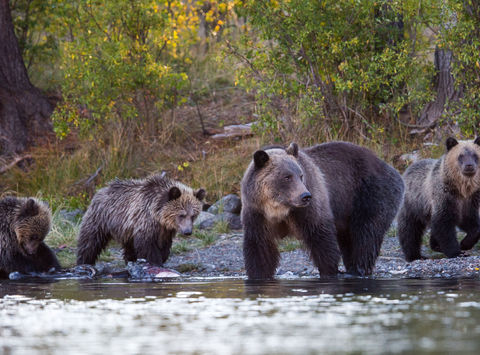 Grizzly bear family at water's edge