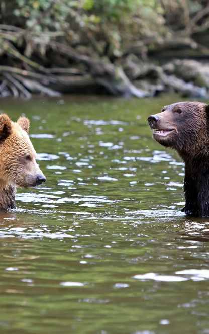 canada grizzly bears in water knight inlet istk