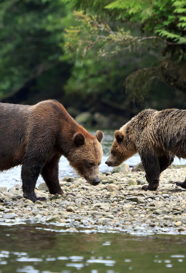 canada-grizzly-bears-on-shore-bc