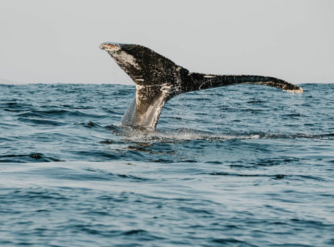 canada humpback whale newfoundland dc