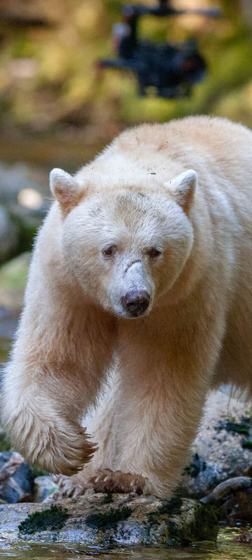 canada kermode bear in great bear rainforest bc istk