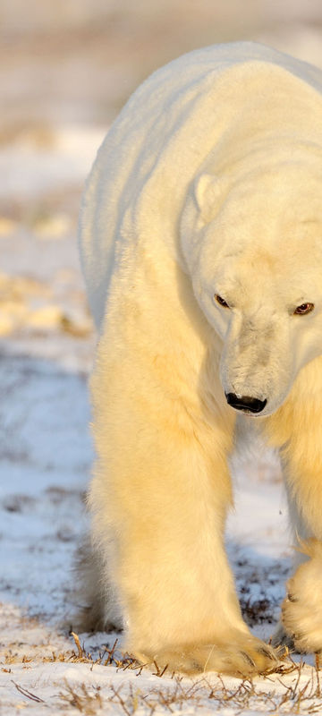 canada manitoba churchill big polar bear istk