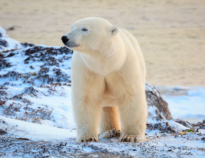 canada manitoba churchill polar bear on tundra adstk