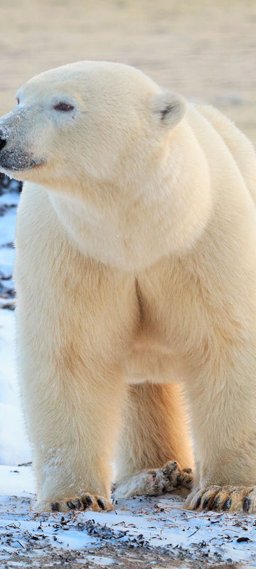 canada manitoba churchill polar bear on tundra adstk