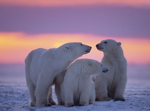 canada manitoba churchill polar bears sunset istk