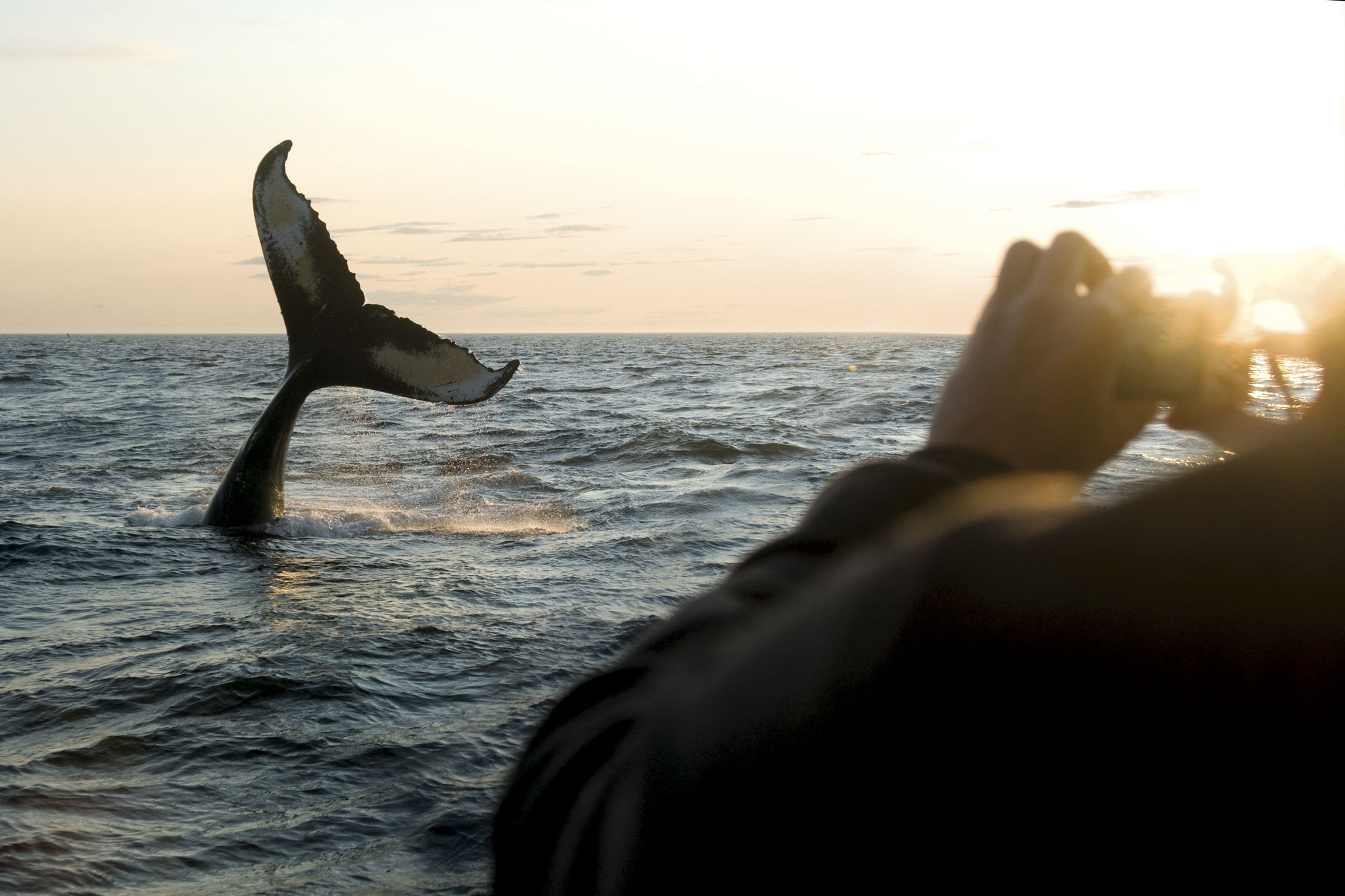 Whale watching from Brier Island