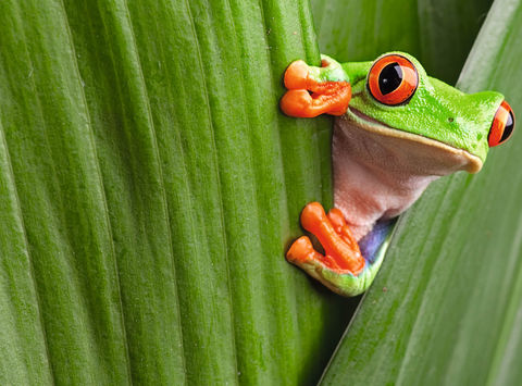 Costa Rica red-eyed tree frog