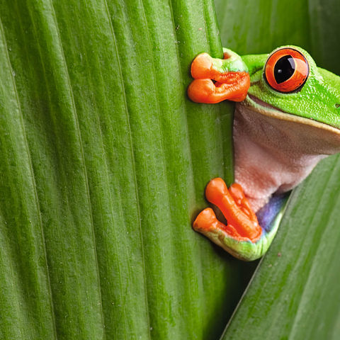 Costa Rica red-eyed tree frog