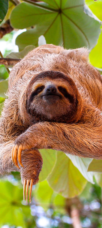 costa rica three toed sloth adstk