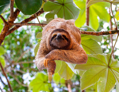 costa rica three toed sloth adstk