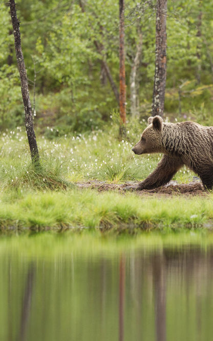 east finland brown bear istock