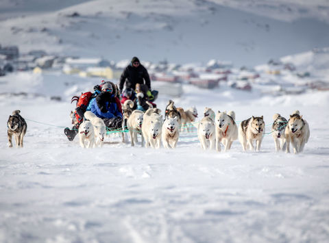 east greenland dog sledding on sea ice tasiilaq vgrnlnd