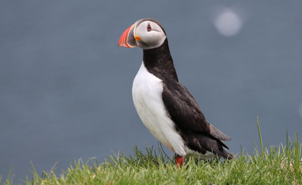 east iceland papey boat trip puffin