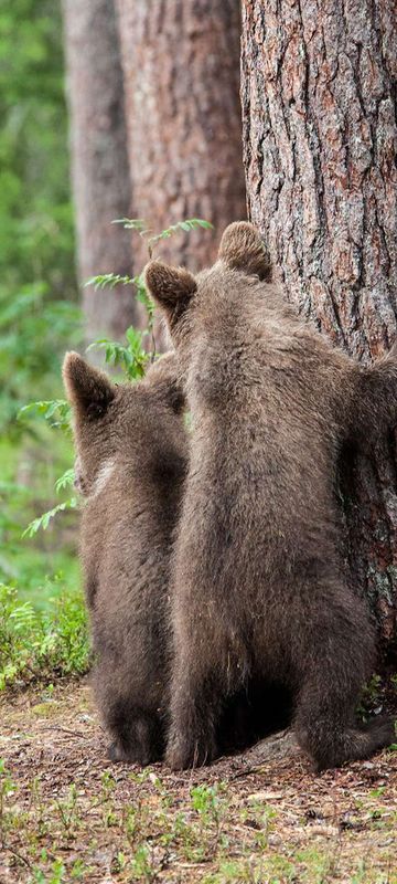 eastern finland brown bear cubs behind tree istk