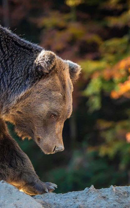 eastern finland brown bear detail autumn istk