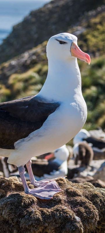 falkland islands black browed albatross istk