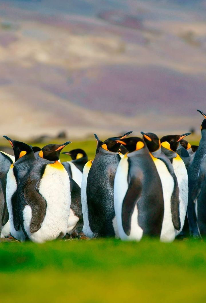 falkland islands king penguins istk