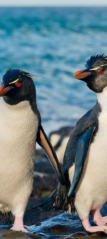 falkland islands pair of rockhopper penguins istk