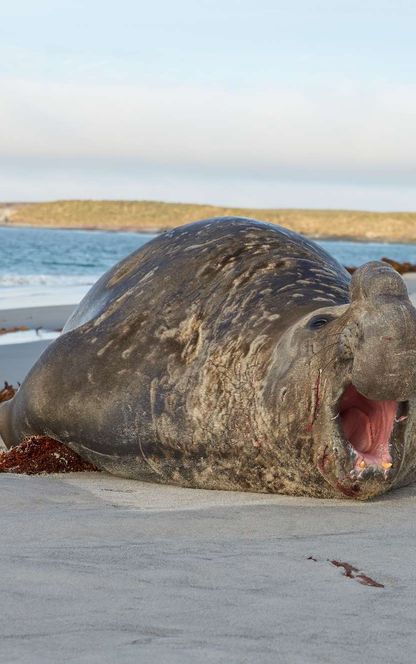 falklands male elephant seal on beach sealion island istk