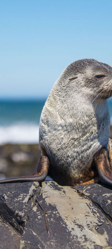 falklands wildlife fur seal sstk