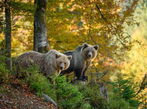 finland brown bears in forest autumn sunshine istk