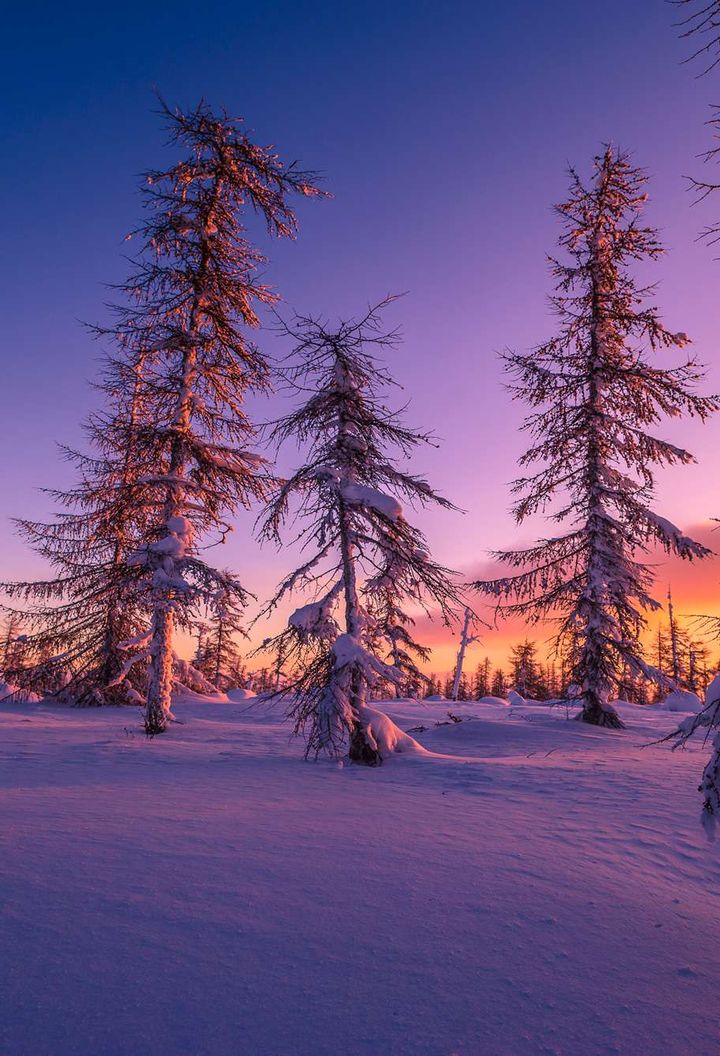 finland lapland purple sunset taiga forest istk