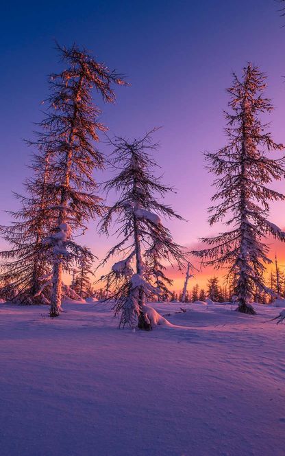 finland lapland purple sunset taiga forest istk