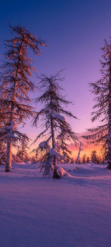 finland lapland purple sunset taiga forest istk