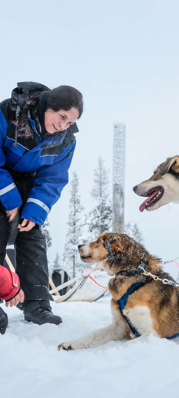 finnish lapland greeting sled dogs husky sledding whs