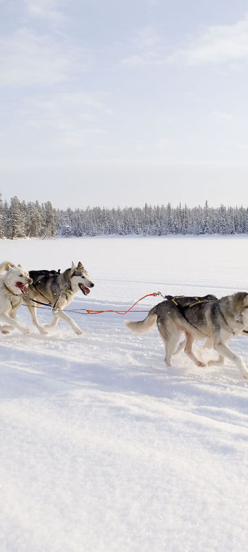 finnish lapland husky sledding vf