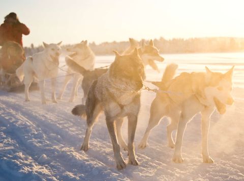 finnish lapland nellim husky sledding winter sun