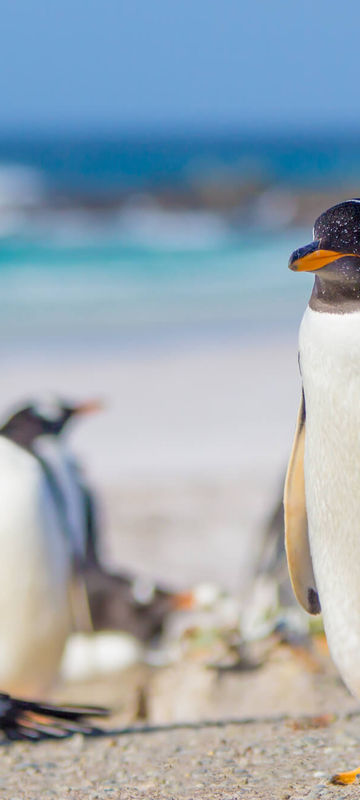 gentoo penguins at volunteer point falklands astk