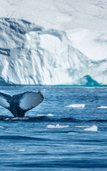 greenland disko bay humpback whale tail vg