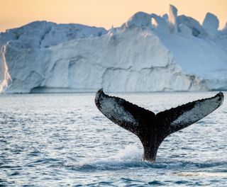 greenland humpback whale tail fin in front of iceberg vg