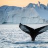 greenland humpback whale tail fin in front of iceberg vg