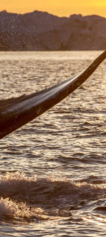 greenland whale tail sunset vg