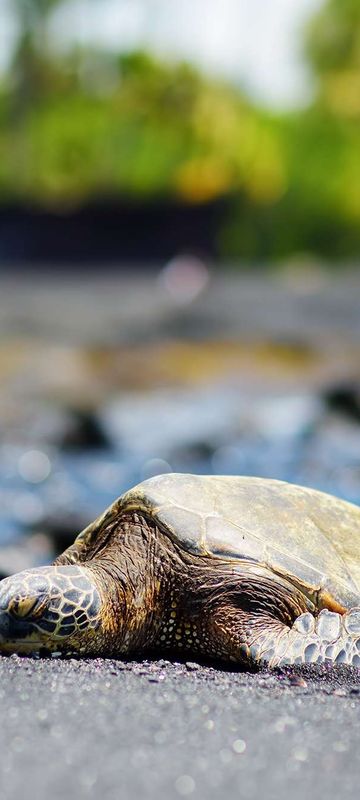 hawaii green turtle on punaluu black sand beach astk