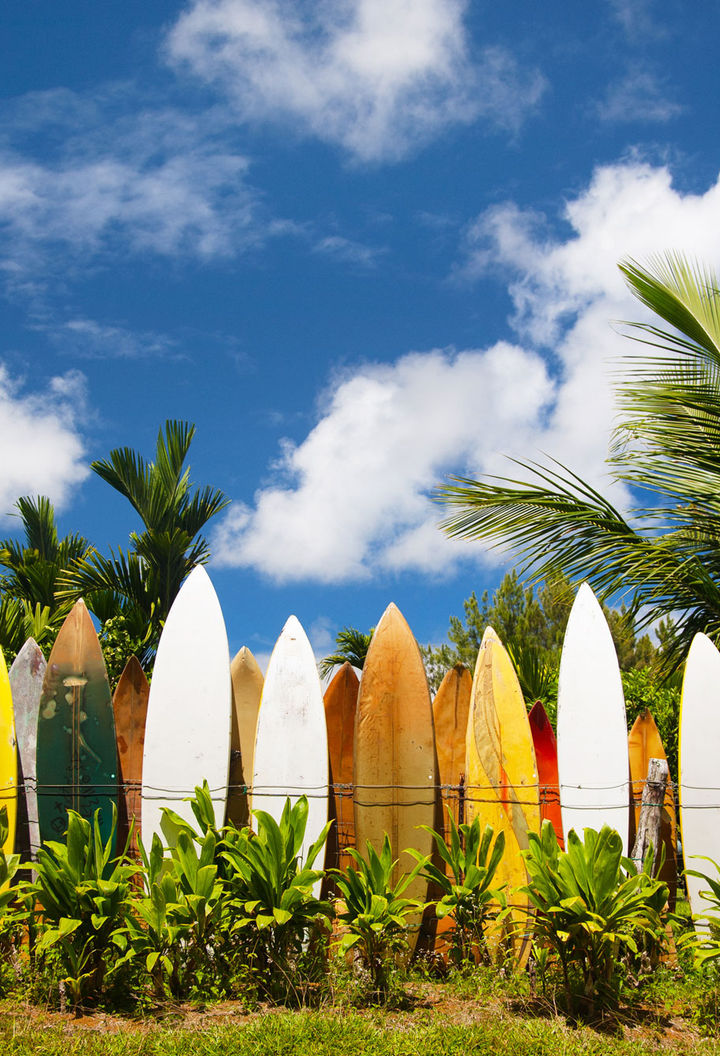 hawaii row of surfboards istk