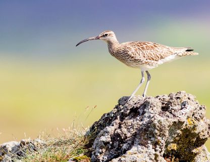 iceland birdlife whimbrel istk