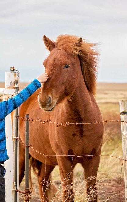 iceland child with icelandic horses istk