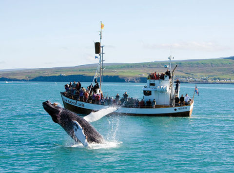 iceland north east husavik whale watching rth