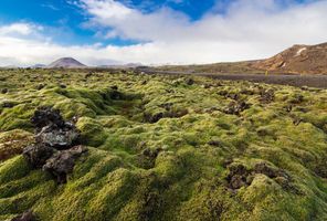 iceland reykjanes peninsula moss covered lava summer istk