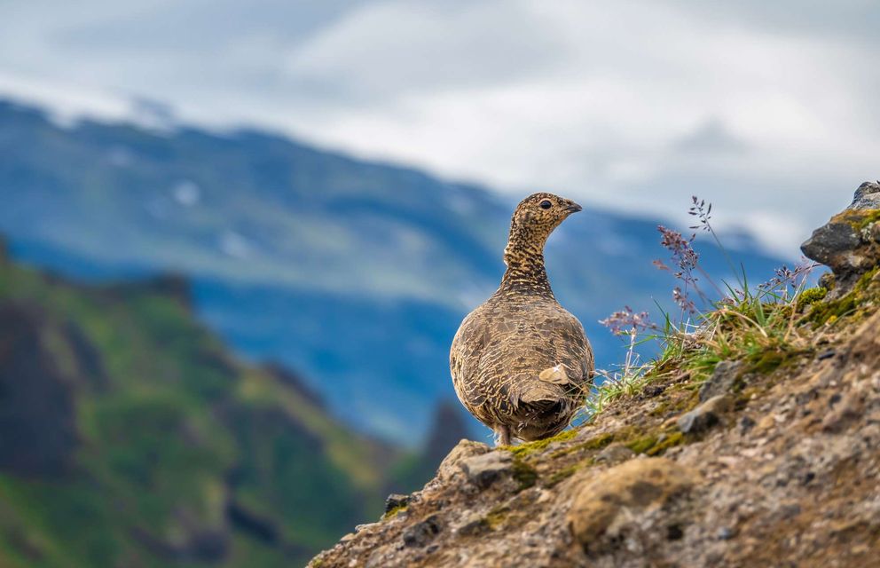 iceland-rock-ptarmigan-thorsmork-istk