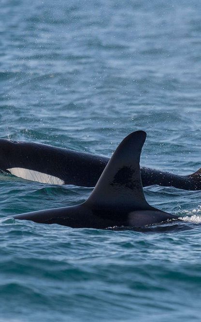 iceland snaefellsnes orcas grundarfjordur rth