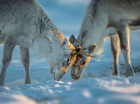 lapland-reindeer-interaction-under-warm-winter-light-istk