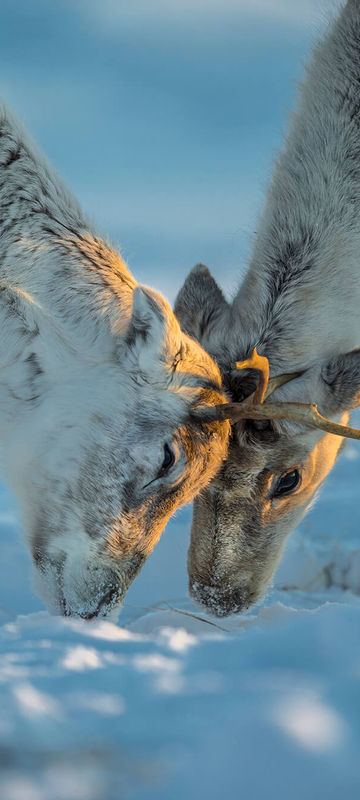 lapland-reindeer-interaction-under-warm-winter-light-istk